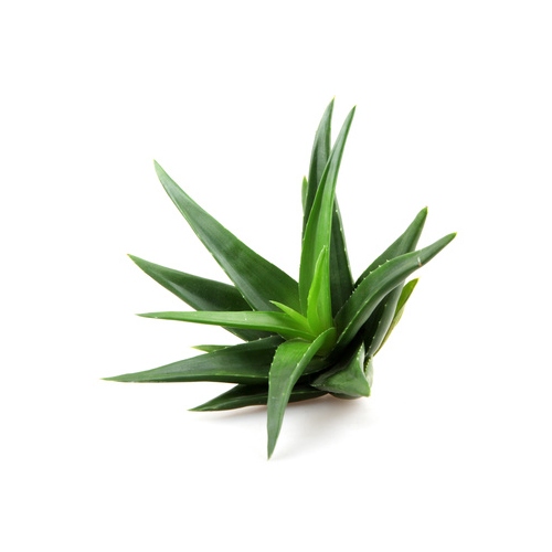 Aloe Vera Powder (200x) image number 2