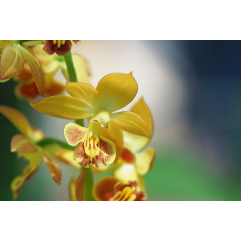 Orchid Stem Cells image number 2